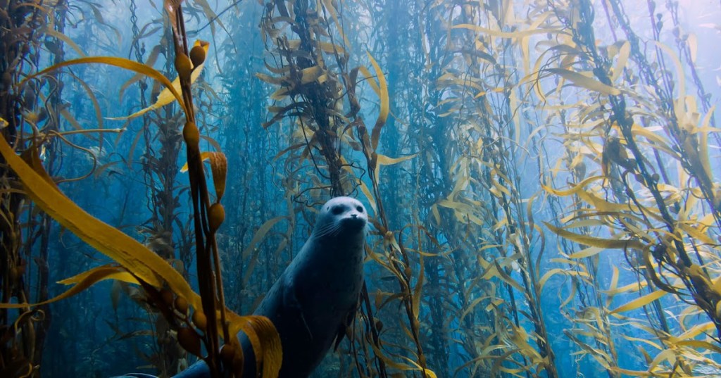 Bosques de Kelp, una maravilla más de los&nbsp;océanos.