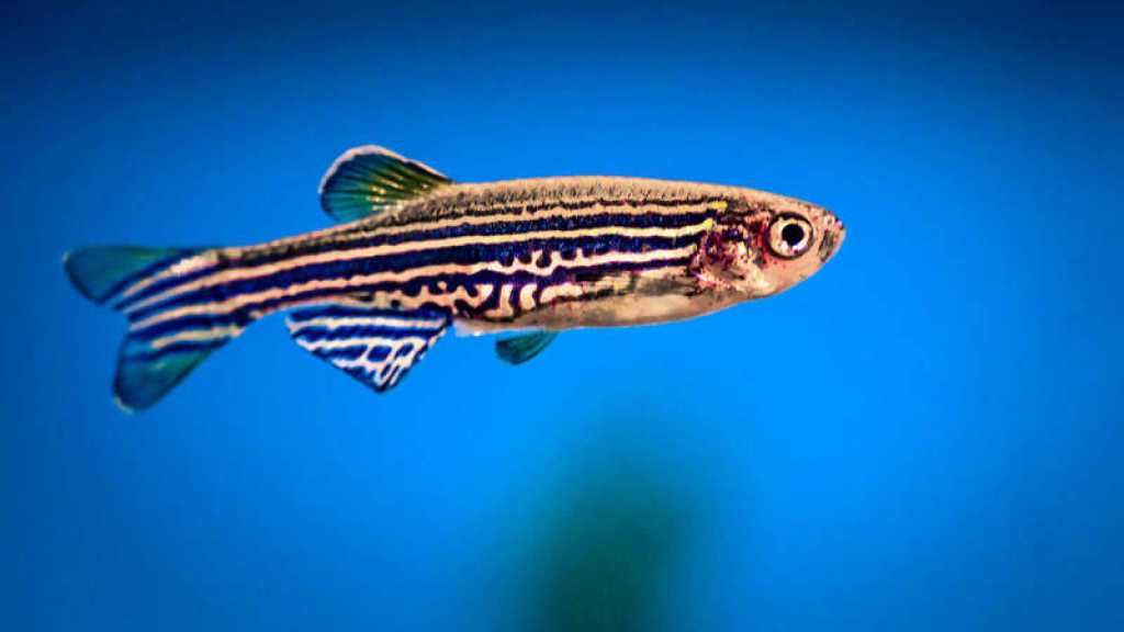 El sueño puede haberse originado en el agua hace 450 millones de&nbsp;años.