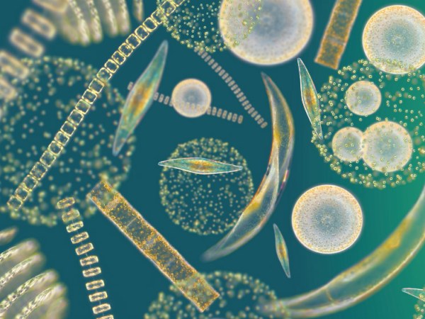 ¿Sabías que el océano produce más del 50 % del oxígeno que&nbsp;respiramos?