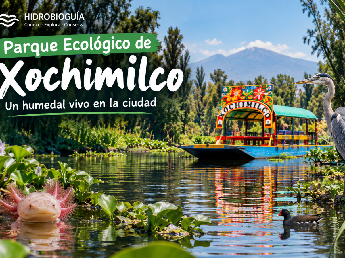 Parque Ecológico de Xochimilco: un refugio de biodiversidad en la Ciudad de&nbsp;México